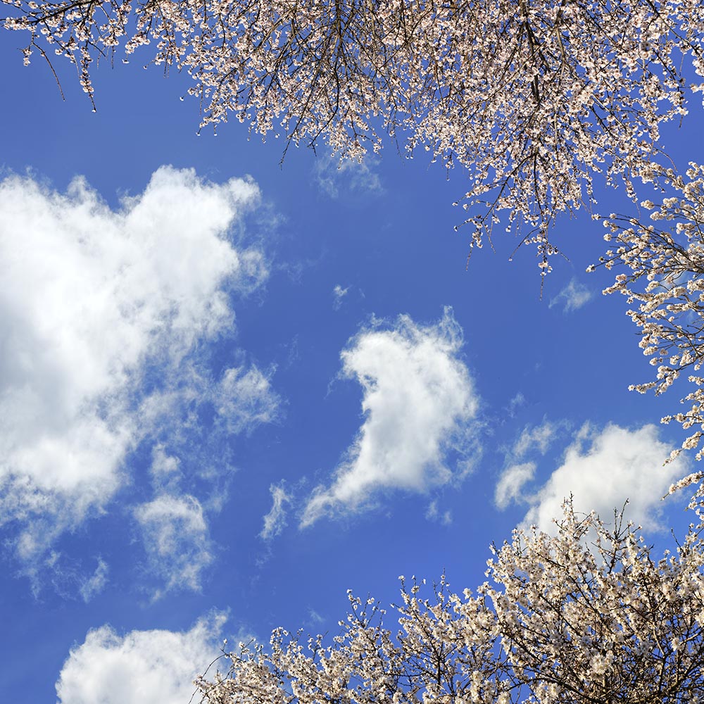 almond tree 04 _ 14k x 14k